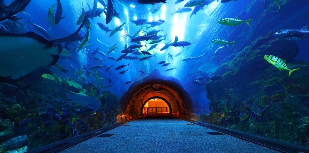 Dubai Aquarium & Underwater Zoo Tickets – Explore Dubai’s Marine Wonder | WPJ Travel | WPJ Travel 1 Dubai Aquarium & Underwater Zoo tunnel view with colorful marine life and sharks swimming overhead – World Peak Joy Travel