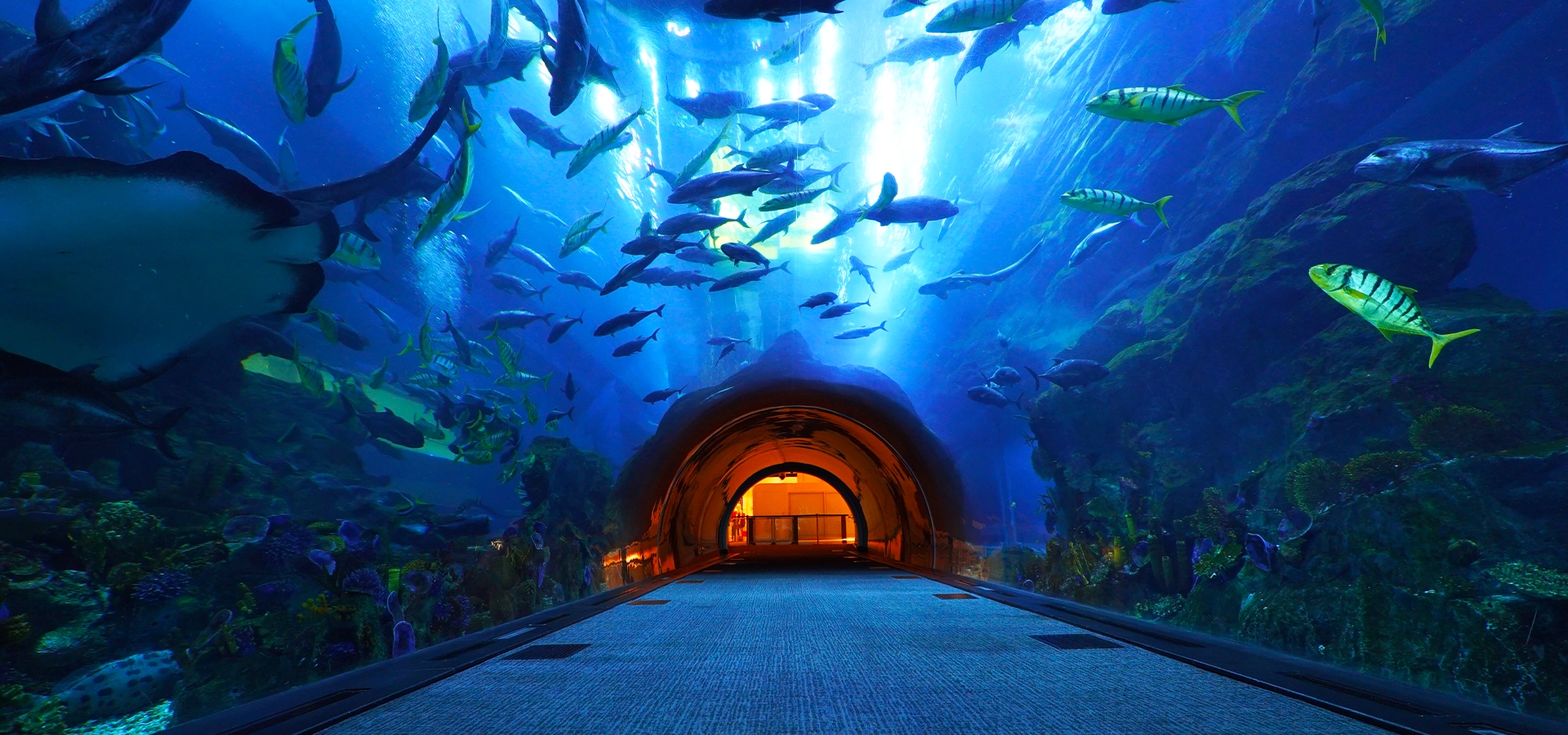 Dubai Aquarium & Underwater Zoo tunnel view with colorful marine life and sharks swimming overhead – World Peak Joy Travel