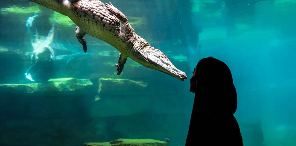 Nile crocodiles basking by the water at Dubai Crocodile Park with visitors viewing safely