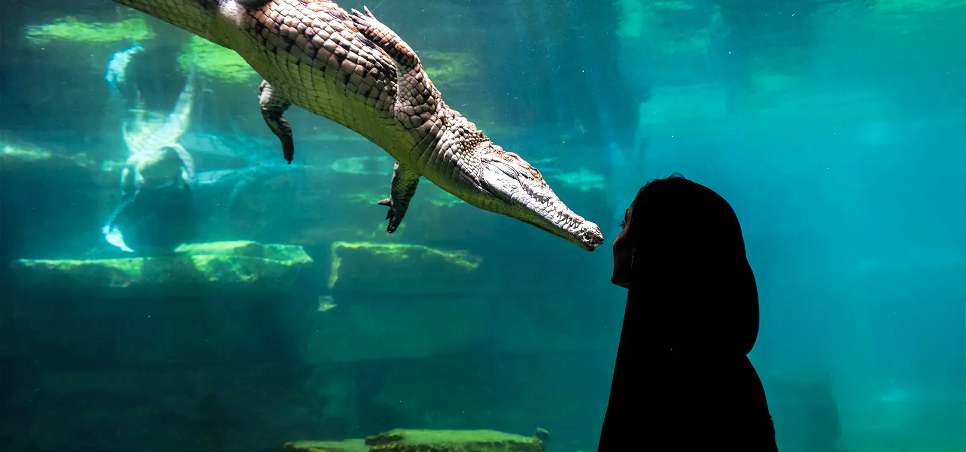 Nile crocodiles basking by the water at Dubai Crocodile Park with visitors viewing safely